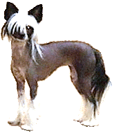 ЛАВИНИЯ КЛИО - племенная сука Китайская хохлатая собака